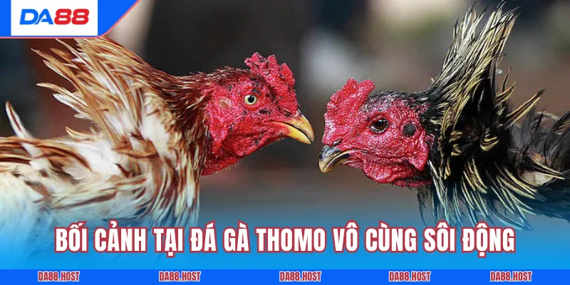 Bối cảnh tại đá gà Thomo vô cùng sôi động