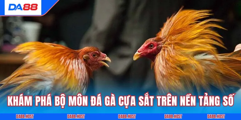 Khám phá bộ môn đá gà cựa sắt trên nền tảng số